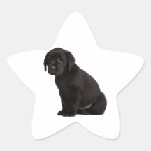 Black Labrador Puppy Stickers
