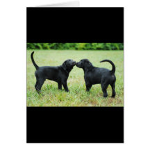 Black Labrador Retriever Greeting Card