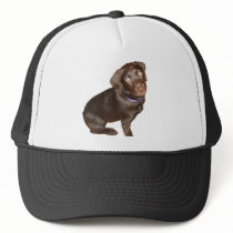 Black Labrador Retriever