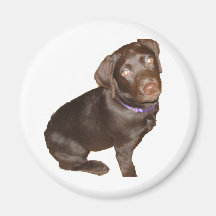 Black Labrador Retriever Magnets