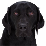 Black Labrador Retriever Photo Cutouts