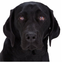 Black Labrador Retriever Photo Cutouts