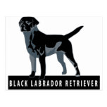 Black Labrador Retriever Post Cards