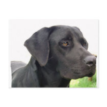 Black Labrador Retriever Postcard