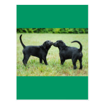Black Labrador Retriever Postcard