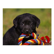 black Labrador Retriever puppy postcard Postkarte