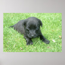 Black Labrador Retriever Puppy Posters