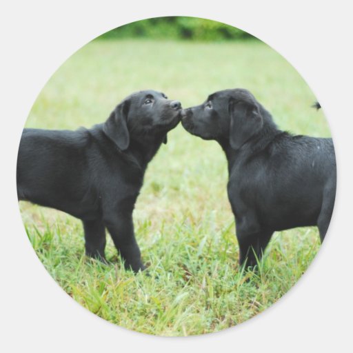 Black Labrador Retriever Round Stickers