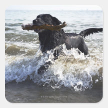 Black Labrador retriever running through surf, Square Stickers