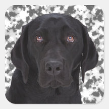 Black Labrador Retriever Square Stickers