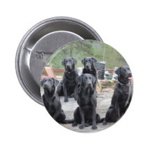 Black Labs Pinback Button