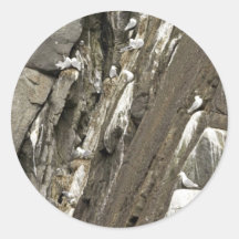 Black-legged kittiwake nests round sticker