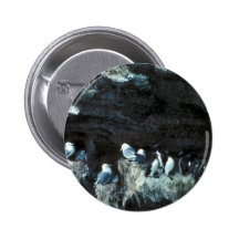Black-legged kittiwakes and murres pinback button
