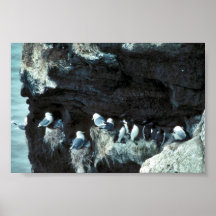 Black-legged kittiwakes and murres posters