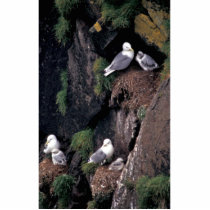 Black-legged kittiwakes on Hall Island Photo Cutout