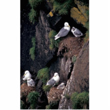 Black-legged kittiwakes on Hall Island Photo Cutout