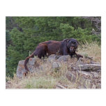 Black Leopard Postcard