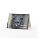 Black Llama Animal Photo Birthday Greeting Card