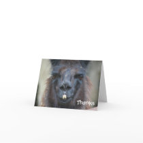 Black Llama Animal Photography Thank You Card