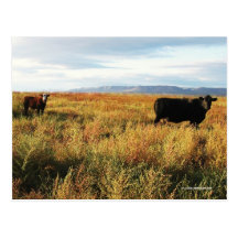 Black Mama Cow and White Face Red Calf Post Cards