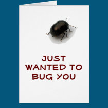 Black Minute Hooded Beetle cards