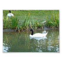 Black Necked Swan
