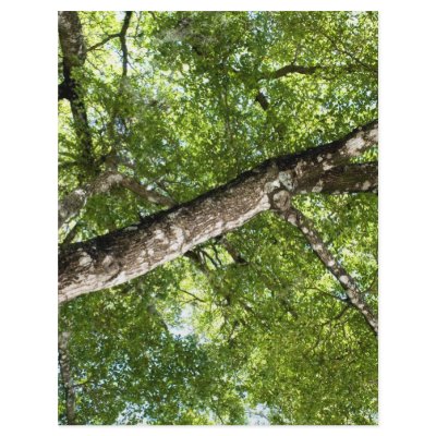 BLack Olive Tree Canopy Full Color Flyer by arnet17