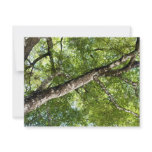 BLack Olive Tree Canopy invitations