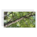 BLack Olive Tree Canopy photo cards