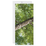 BLack Olive Tree Canopy rack cards