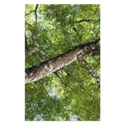 BLack Olive Tree Canopy Stationery Design by arnet17