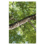 BLack Olive Tree Canopy stationery