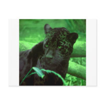 Black Panther Jaquar on Green Postcards