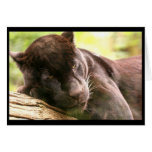 Black Panther Sleeping Greeting Card