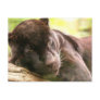 Black Panther Sleeping Postcard