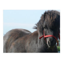 Black Pony Postcard