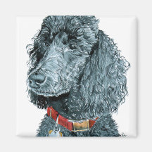 Black Poodle Whitney  Magnet