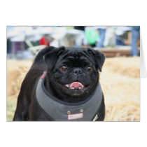 Black Pug notecard