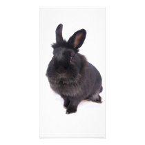 black rabbit modèle pour photocarte