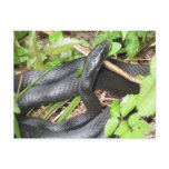 Black Racer Snake Sunning Postcards