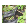 Black Racer Snake Sunning Postcards