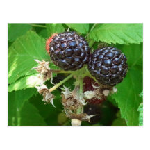 Black Raspberries Postcard