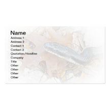 Black Rat Snake - Elaphe obsoleta obsoleta Business Card Template