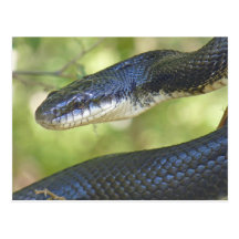Black Rat Snake Postcard.