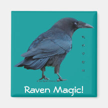 Black Raven Collection III Fridge Magnet