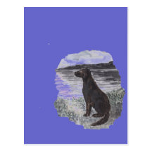 Black Retriever Dog Post Card