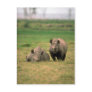 Black Rhino - Mother With Large Calf Postcards