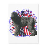 Black Russian Terrier Patriot