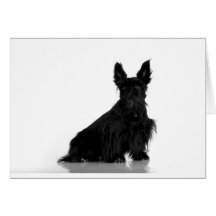Black Scottish Terrier Greeting Card