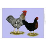 Black Sex-linked Chickens Cards
